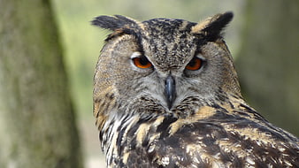 Close-up portrait of a long-eared owl with intense orange eyes