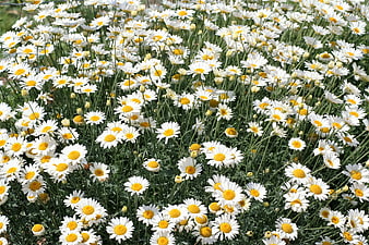 Vibrant Field of White Daisies with Yellow Centers