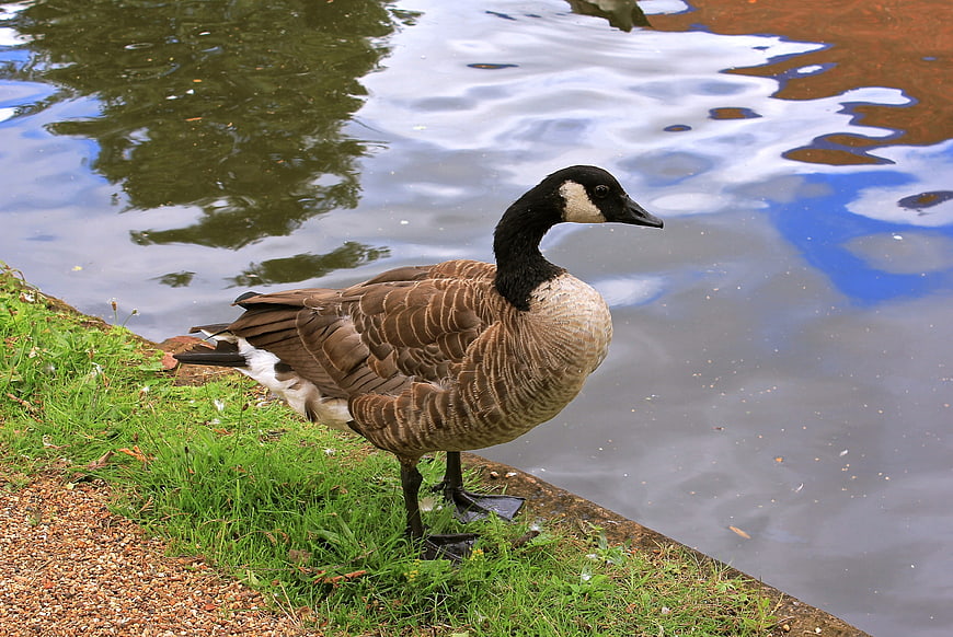 Canada Goose Standing by Pond Edge in Nature