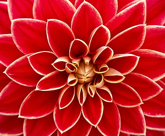Vibrant Red Dahlia Flower Close Up Macro