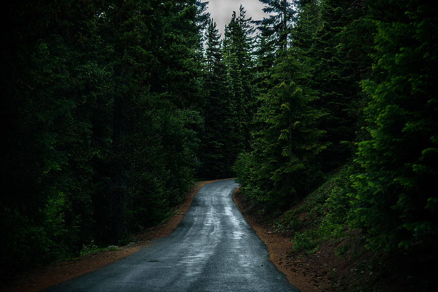 Winding paved road through a dark, dense evergreen coniferous forest