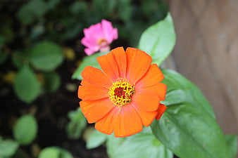 Vibrant Orange Zinnia Flower Close-Up with Green Leaves