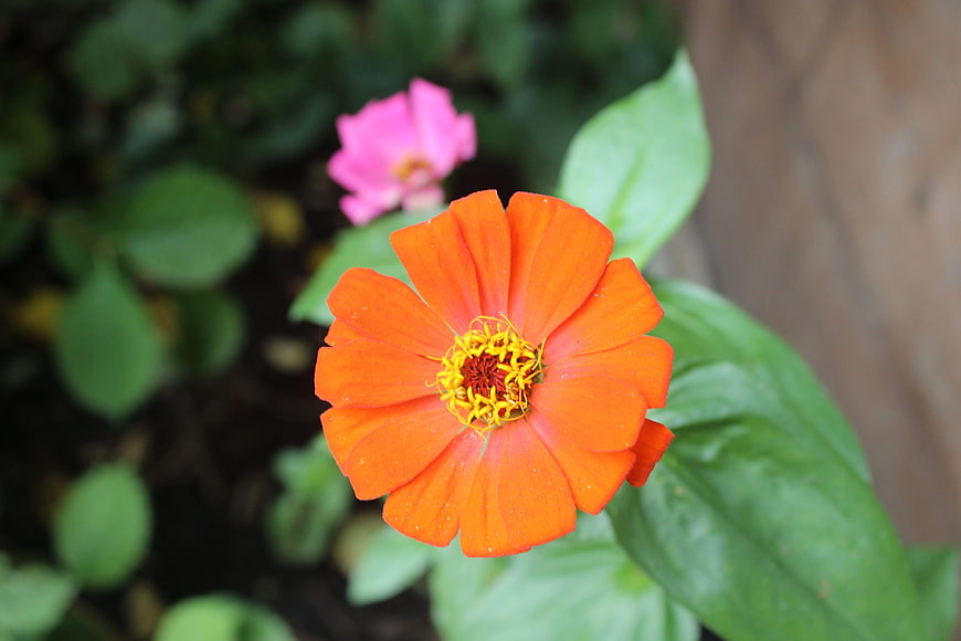 Vibrant Orange Zinnia Flower Close-Up with Green Leaves