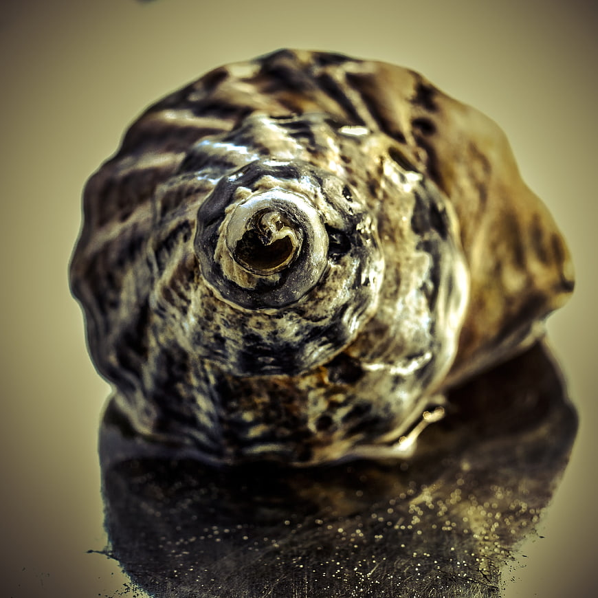 Close-up of a textured seashell with reflection
