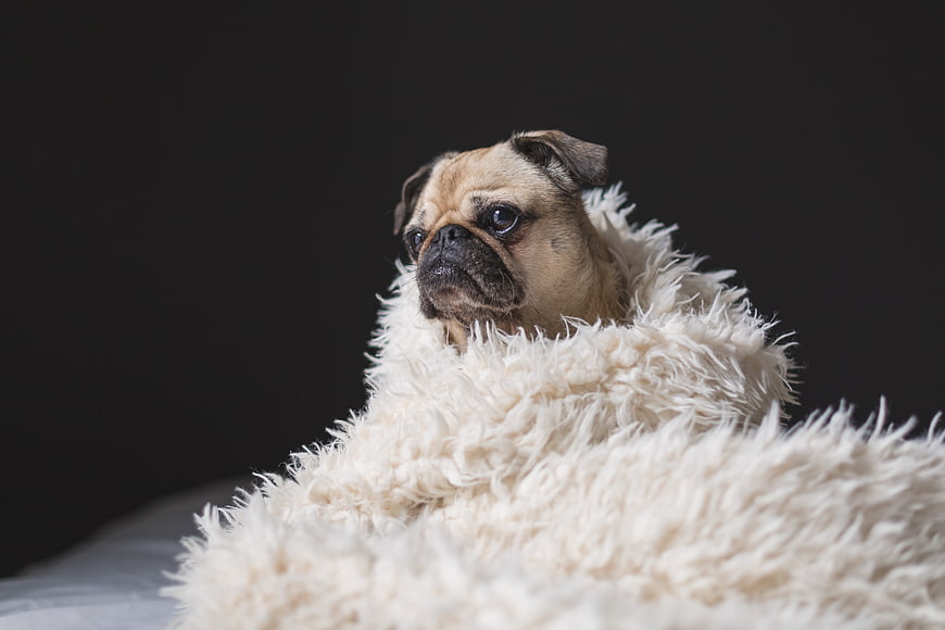 Sad pug dog wrapped in fluffy white blanket