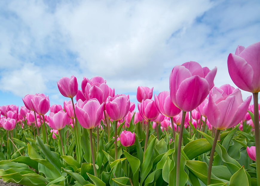 Vibrant Pink Tulips in a Field Under Blue Sky