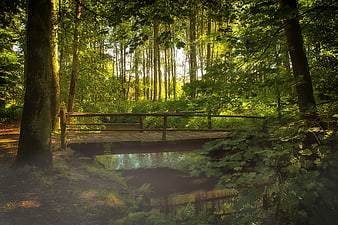 Wooden Footbridge Over Stream In Lush Green Forest