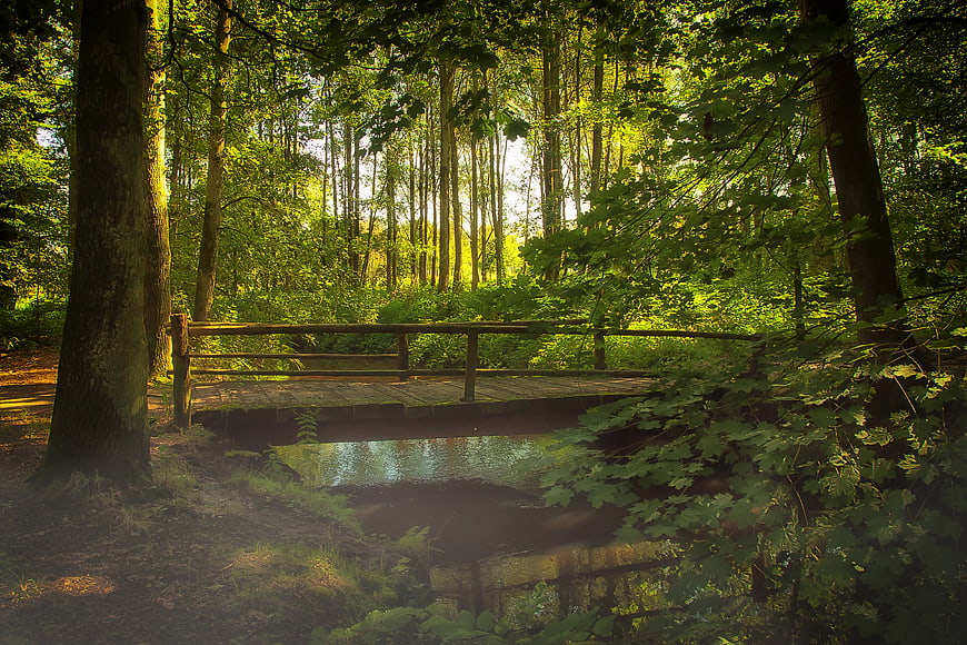 Wooden Footbridge Over Stream In Lush Green Forest