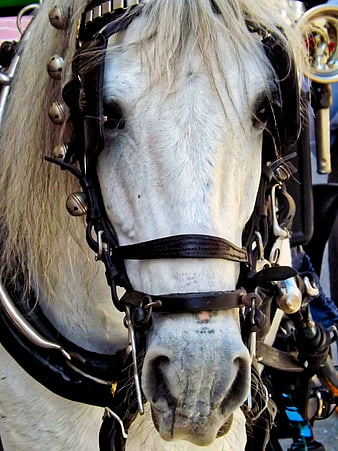 Close-up portrait of a white horse with harness and bells