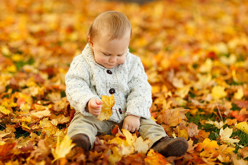 Cute toddler sitting in autumn leaves holding a maple leaf