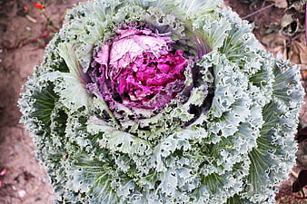 Top-Down View of Vibrant Ornamental Cabbage with Purple Center