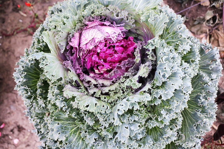 Top-Down View of Vibrant Ornamental Cabbage with Purple Center
