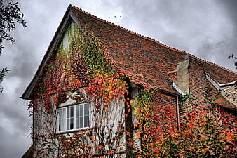 Old brick house covered in autumn ivy under stormy sky