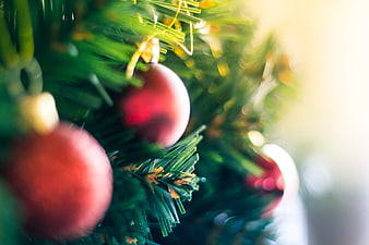 Close-up of red Christmas ornaments on a green tree