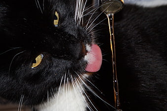 Close-up of black and white cat drinking water from tap
