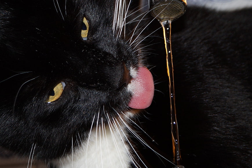 Close-up of black and white cat drinking water from tap