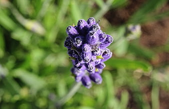 Close-up of purple lavender flower bud with green background