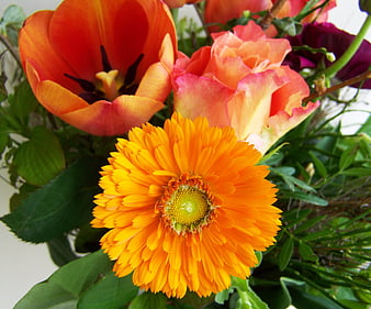 Vibrant Orange Gerbera Daisy and Tulip Bouquet Close-Up