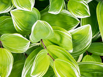 Close-up of vibrant green and white variegated leaves
