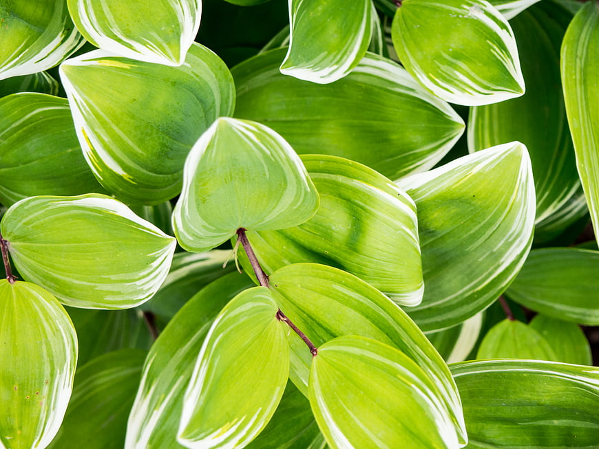Close-up of vibrant green and white variegated leaves