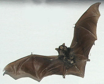 Brown Bat with Spread Wings on White Background