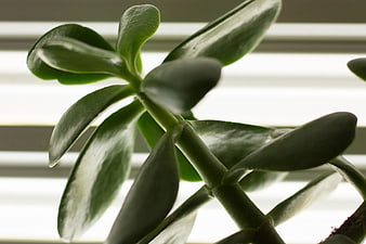 Close-up of Jade Plant Leaves Against Window Blinds