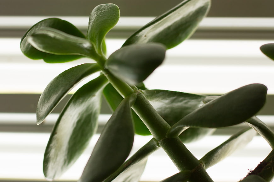 Close-up of Jade Plant Leaves Against Window Blinds