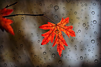 Vibrant red maple leaf on a rainy window with water droplets