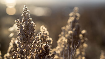 Frosty dried plant stalks in golden sunlight