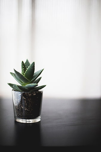 Small Aloe Vera Succulent in Glass Pot on Dark Table