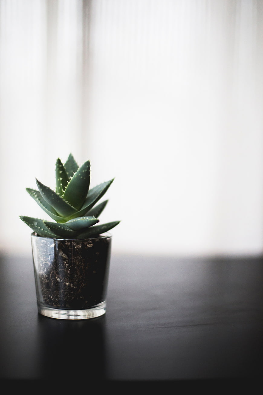 Small Aloe Vera Succulent in Glass Pot on Dark Table