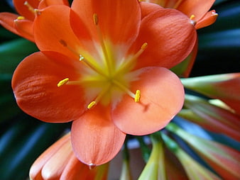Close-up of vibrant orange Clivia flower with yellow stamens