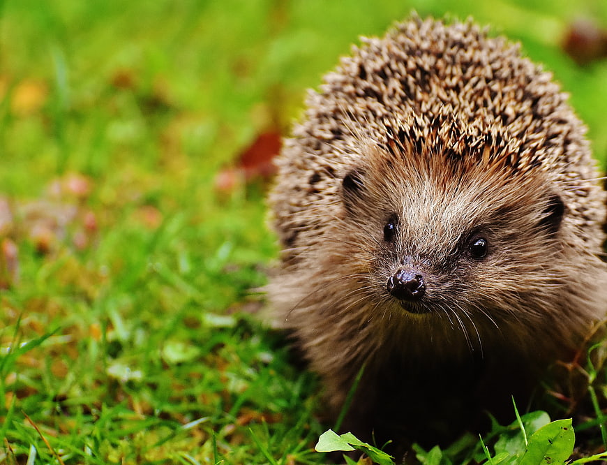 Cute Hedgehog Portrait in Green Grass Garden