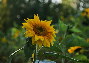 Vibrant Sunflower in a Green Garden with Bokeh Background