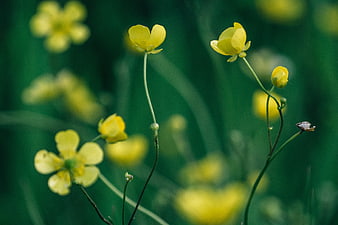 Yellow Buttercup Flowers in Green Meadow