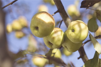 Fresh green apples hanging on a tree branch against blue sky
