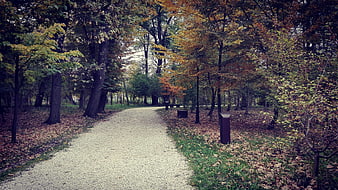 Gravel path winding through autumn forest with fallen leaves