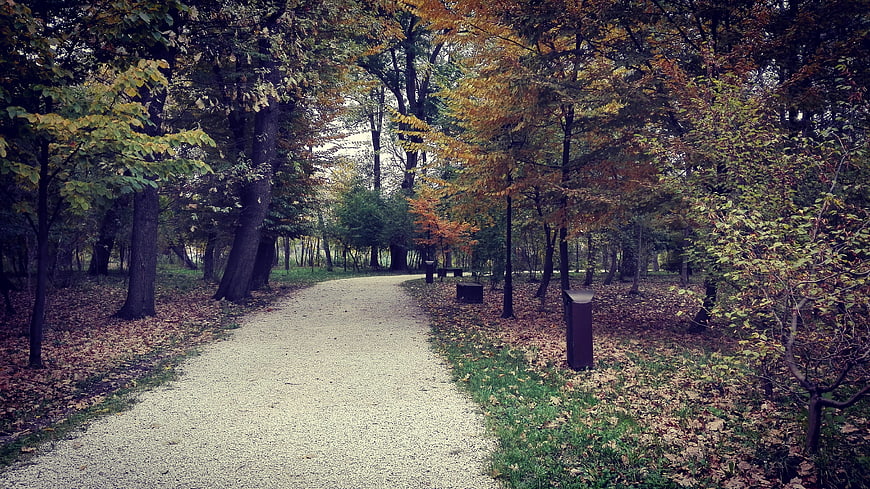 Gravel path winding through autumn forest with fallen leaves