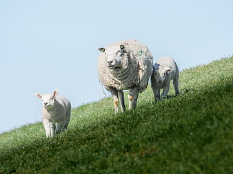 Mother sheep and two lambs on a green grassy hill