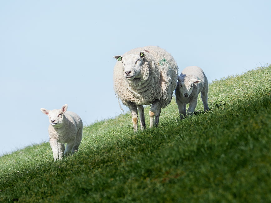 Mother sheep and two lambs on a green grassy hill