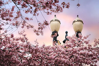 Pink cherry blossoms framing vintage street lamps at sunset