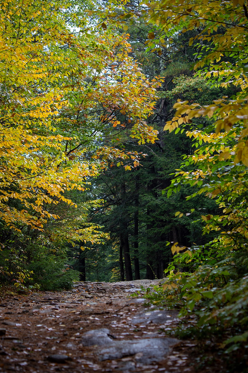 Winding Forest Path with Yellow Autumn Leaves