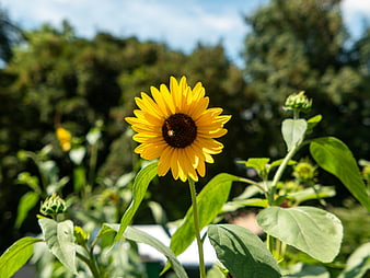 Bright Yellow Sunflower Bloom with Bee in Garden