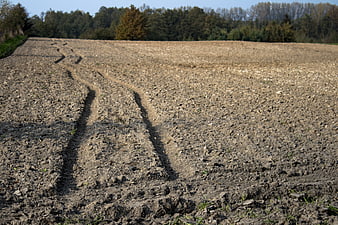 Tractor Tracks in Plowed Agricultural Field with Forest Background