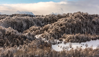 Snow-covered winter forest landscape with distant mountains