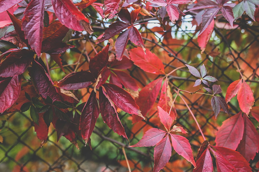 Vibrant red autumn leaves on a chain-link fence
