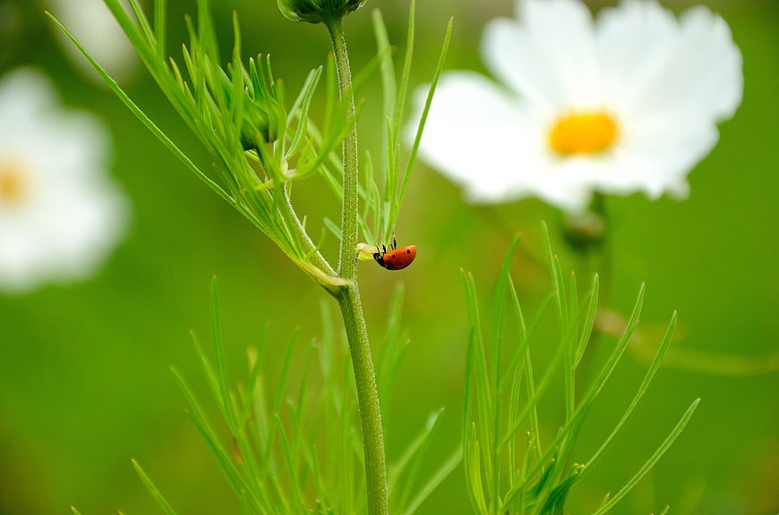 Red Ladybug on Green Plant Stem with White Flowers
