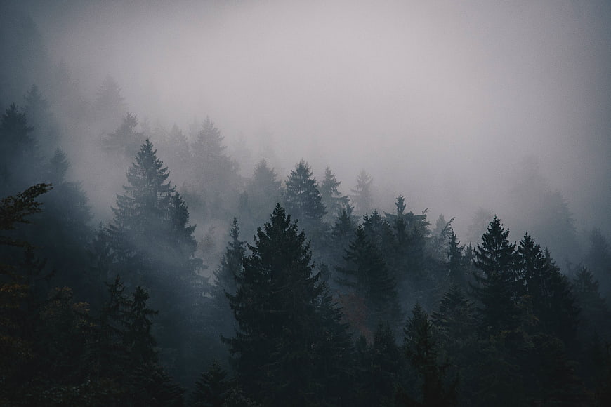 Misty pine forest landscape with foggy atmosphere