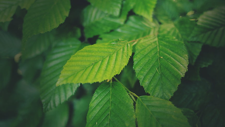 Close-up of vibrant green leaves with detailed veins