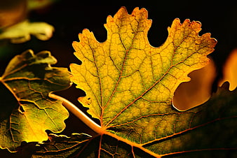 Backlit Autumn Grape Leaf Close Up